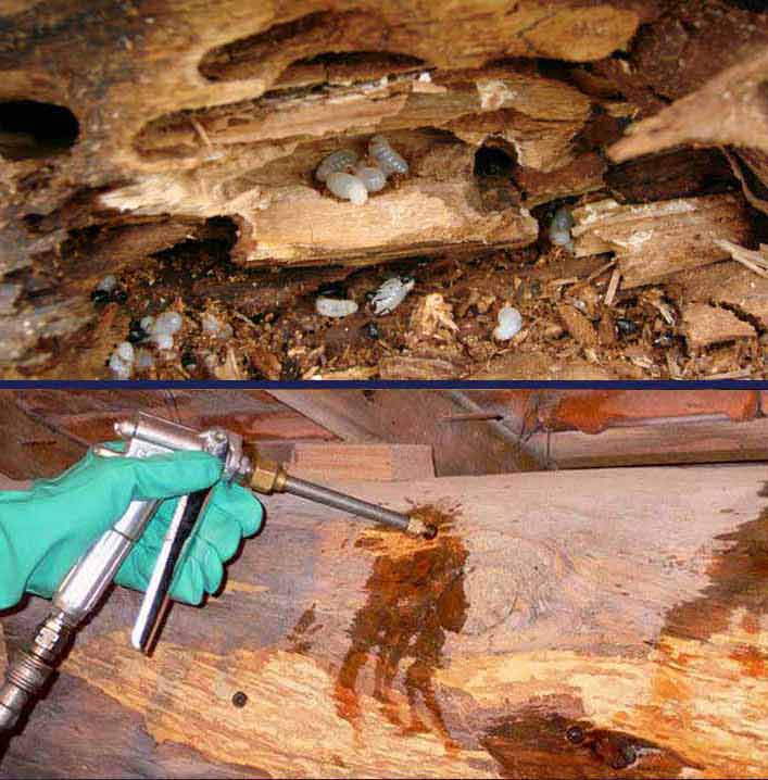 Charpente et traitement des bois - LE BON COUVREUR 77 : artisan charpentier couvreur sur Meaux et la Seine-et-Marne (77) : Pose de charpente : traditionnelle, à fermettes … du massif au lamellé-collé. Traitement des boiseries.  …Traitement des bois, boiseries charpente ...  intervention sur Meaux et la Seine-et-Marne (77)